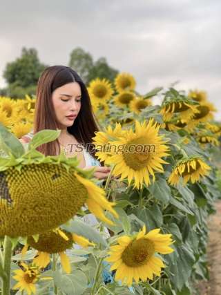 trans girl PrettyTopTS 4331090