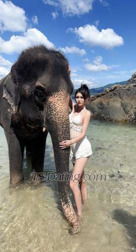 trans girl TSmomo 9905322